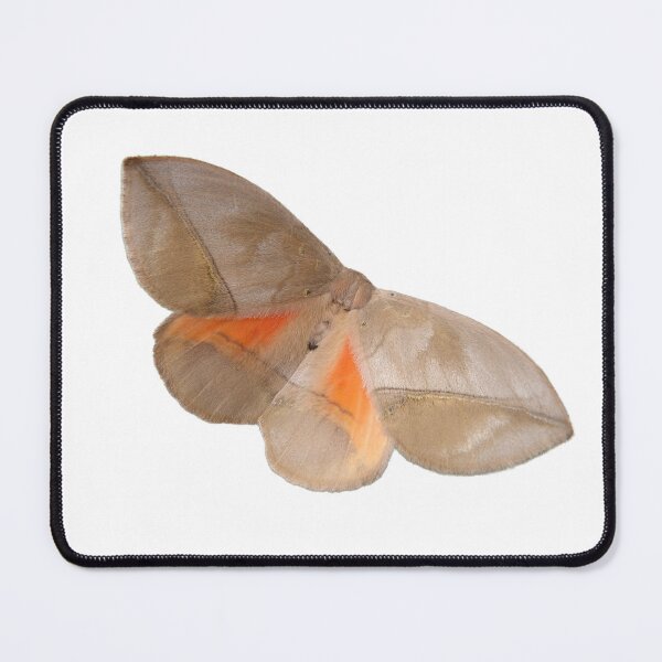 Item preview, Acrojana sciron: Prickly monkey moth (Eupterotidae) designed and sold by Entomologist.