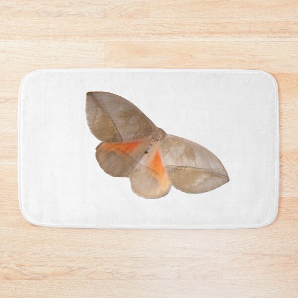 Item preview, Acrojana sciron: Prickly monkey moth (Eupterotidae) designed and sold by Entomologist.