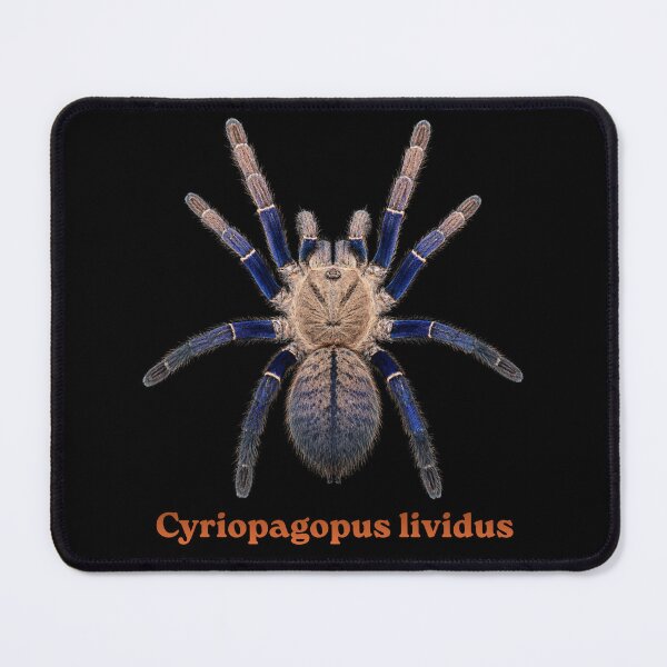 Item preview, Cyriopagopus lividus SP-016 designed and sold by Exotic-Atlas.