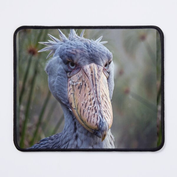 Item preview, Shoebill designed and sold by Savannah Gibbs.