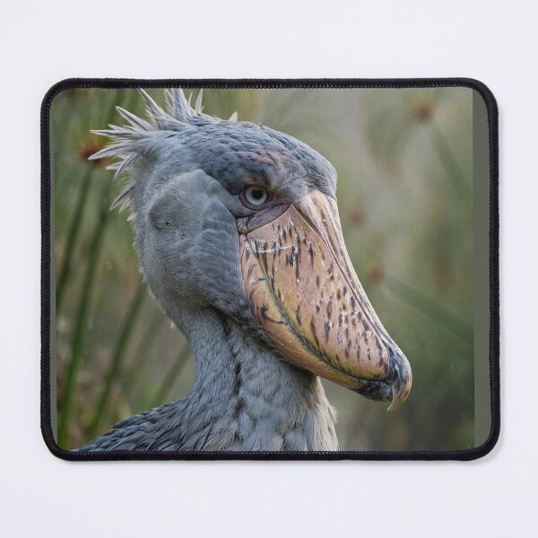 Item preview, Shoebill Stork Close-up Portrait designed and sold by Savannah Gibbs.