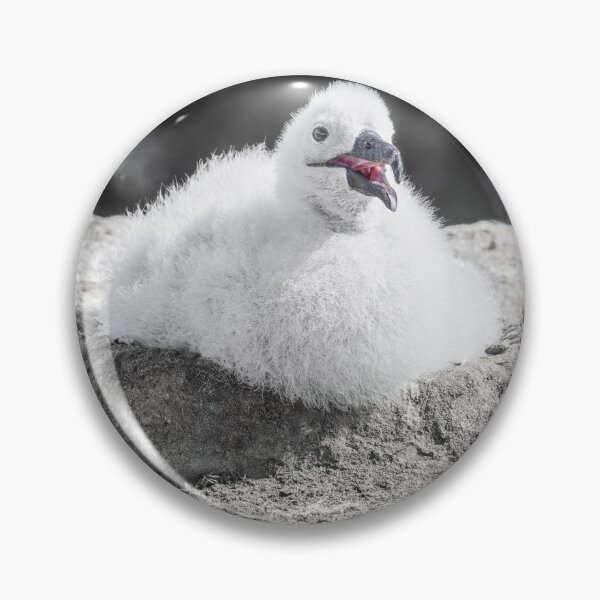 Item preview, Albatross Chick Resting on Rocky Nest Falkland Islands designed and sold by PhotoArt by Joan Carroll.