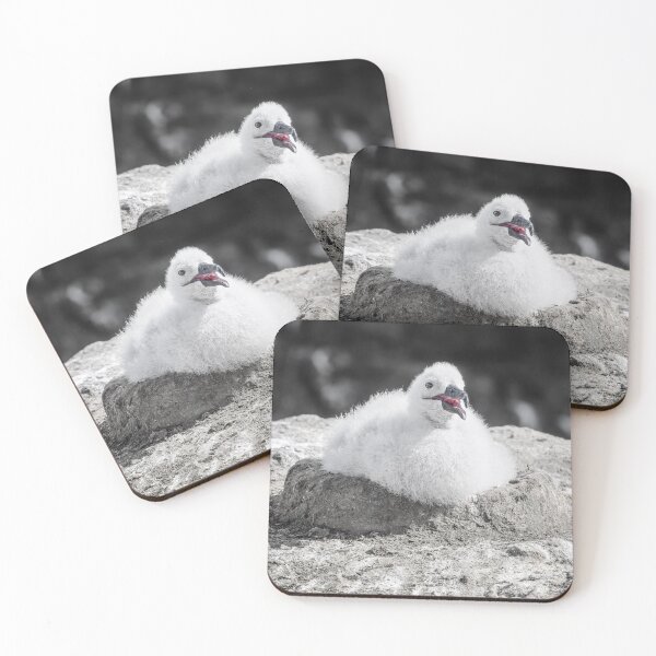 Item preview, Albatross Chick Resting on Rocky Nest Falkland Islands designed and sold by PhotoArt by Joan Carroll.