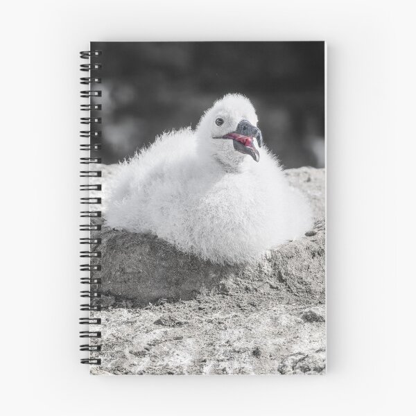 Item preview, Albatross Chick Resting on Rocky Nest Falkland Islands designed and sold by PhotoArt by Joan Carroll.