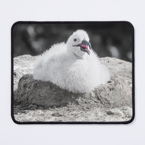 Item preview, Albatross Chick Resting on Rocky Nest Falkland Islands designed and sold by PhotoArt by Joan Carroll.