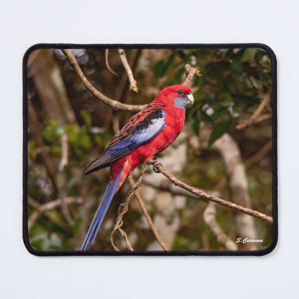Item preview, Crimson Rosella Australian Parrot Nature Photography designed and sold by AuraInkSC.