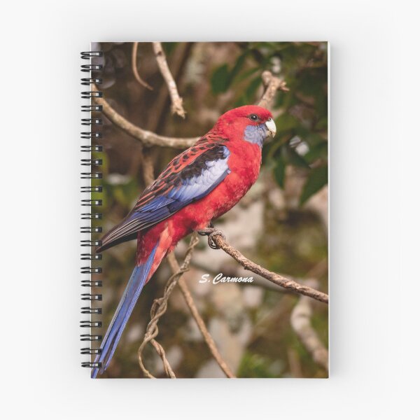 Item preview, Crimson Rosella Australian Parrot Nature Photography designed and sold by AuraInkSC.