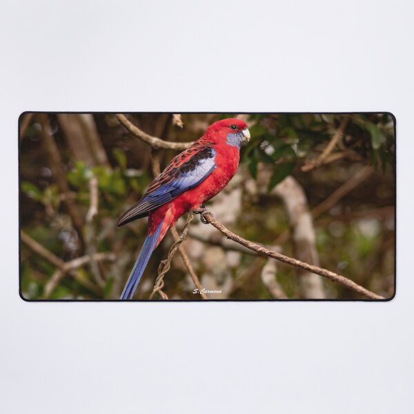 Item preview, Crimson Rosella Australian Parrot Nature Photography designed and sold by AuraInkSC.