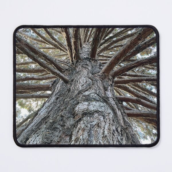 Item preview, NZ - South Island - Sequoiadendron Giganteum Wellingtonia designed and sold by Solveig Winn.