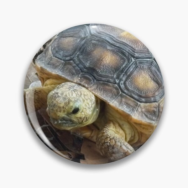 Item preview, Baby Gopher Tortoise designed and sold by SnowDog-Studios.