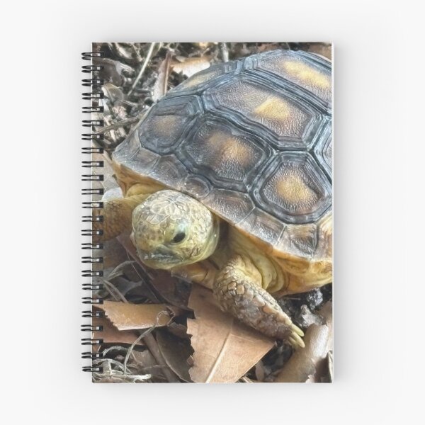 Item preview, Baby Gopher Tortoise designed and sold by SnowDog-Studios.