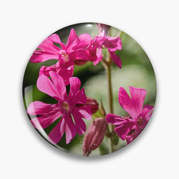 Item preview, Overtime. Red Campion designed and sold by Jouko Lehto Photography.