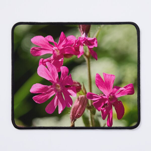 Item preview, Overtime. Red Campion designed and sold by Jouko Lehto Photography.