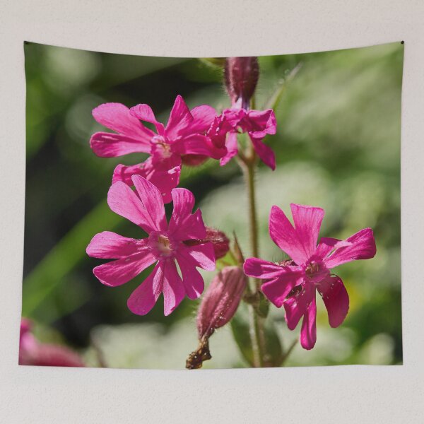 Item preview, Overtime. Red Campion designed and sold by Jouko Lehto Photography.