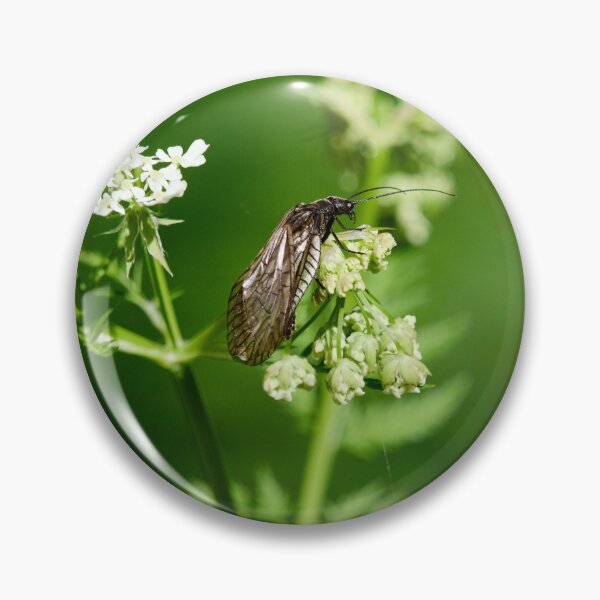 Item preview, Sialis. Alder Fly designed and sold by Jouko Lehto Photography.