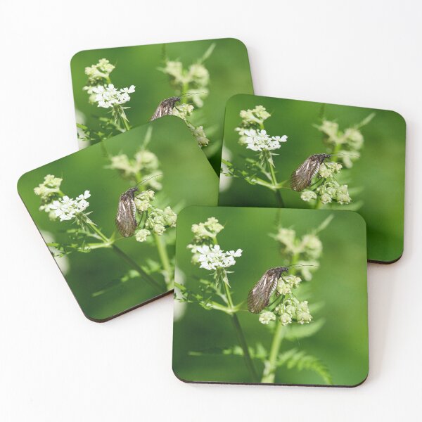 Item preview, Sialis. Alder Fly designed and sold by Jouko Lehto Photography.
