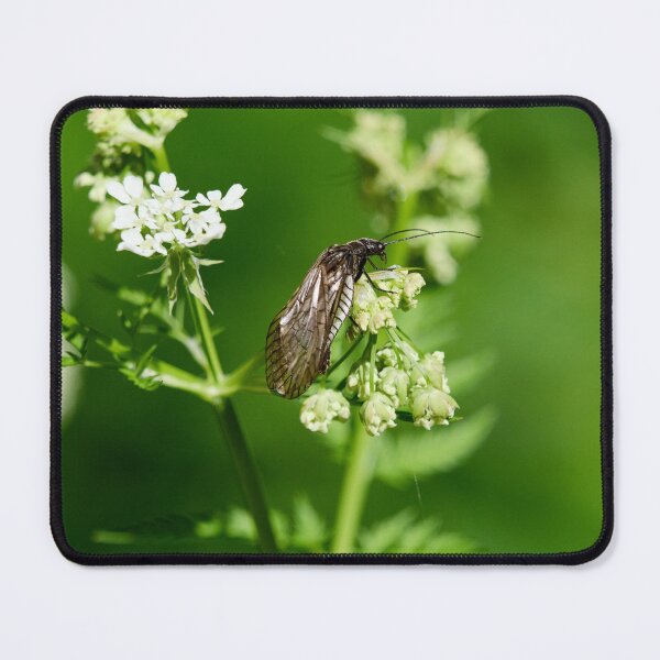 Item preview, Sialis. Alder Fly designed and sold by Jouko Lehto Photography.