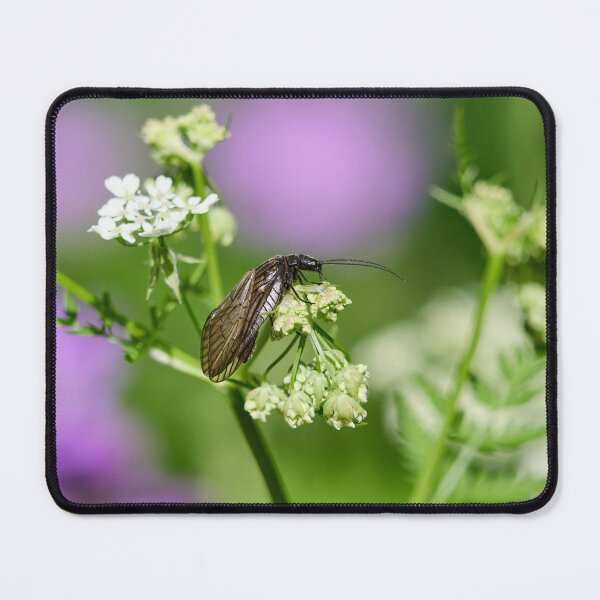 Item preview, What to do with these flowers anyway. Alder Fly designed and sold by Jouko Lehto Photography.