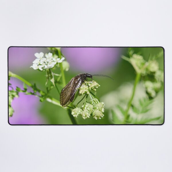 Item preview, What to do with these flowers anyway. Alder Fly designed and sold by Jouko Lehto Photography.
