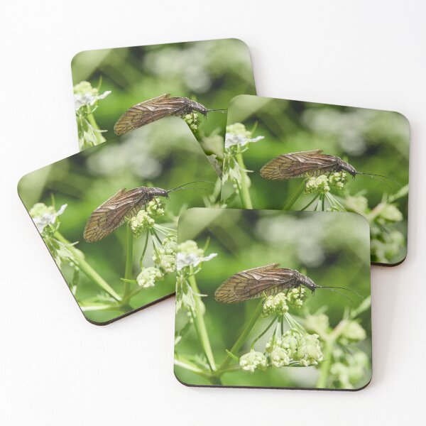 Item preview, What cow parsley. Alder Fly designed and sold by Jouko Lehto Photography.