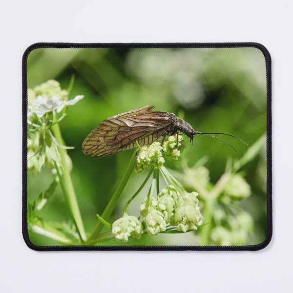 Item preview, What cow parsley. Alder Fly designed and sold by Jouko Lehto Photography.