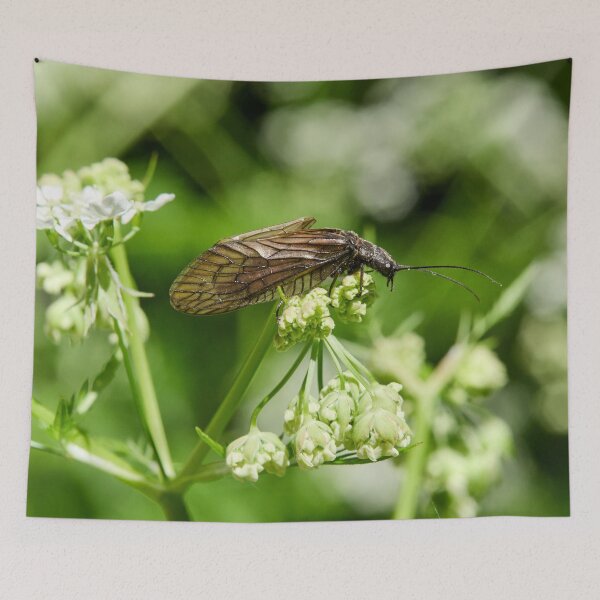 Item preview, What cow parsley. Alder Fly designed and sold by Jouko Lehto Photography.