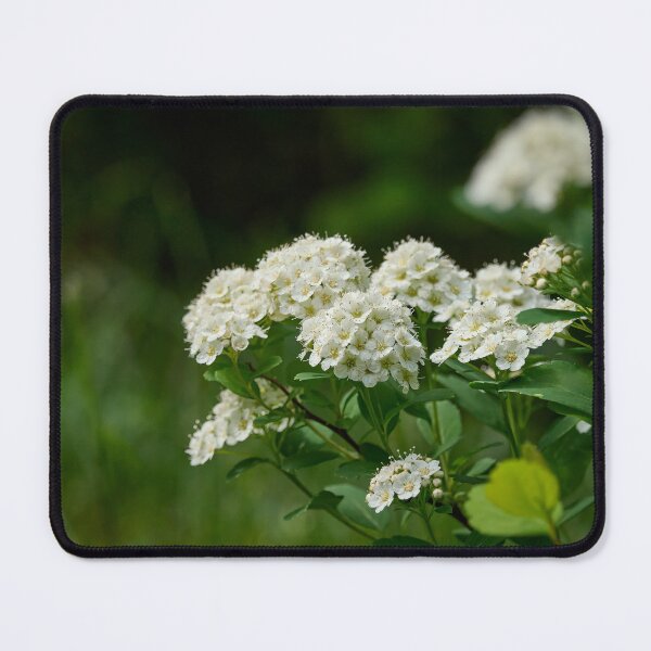 Item preview, Flowers. Birchleaf Spirea designed and sold by Jouko Lehto Photography.