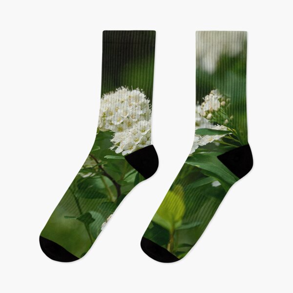 Item preview, Flowers. Birchleaf Spirea designed and sold by Jouko Lehto Photography.