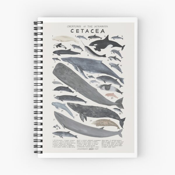 Item preview, Creatures of the Infraorder Cetacea – Illustrated Marine Mammal Chart ?? designed and sold by WATEKE.