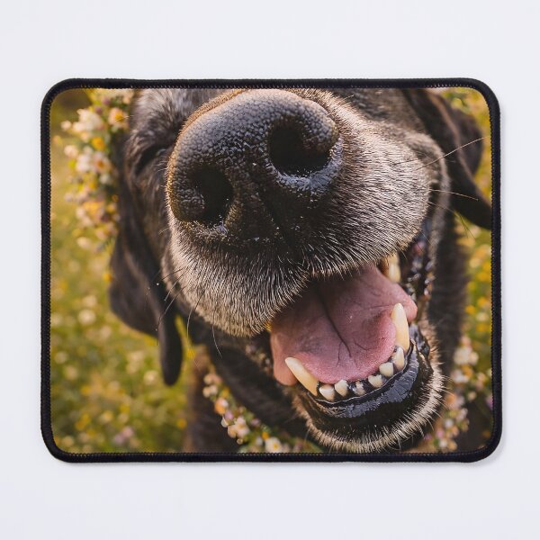Item preview, Happy dog with flower wreath at sunset designed and sold by Fotografin1981.