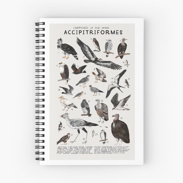 Item preview, Creatures of the Order Accipitriformes – Illustrated Birds of Prey Chart ?? designed and sold by WATEKE.