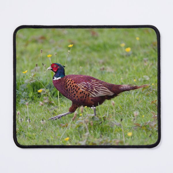 Item preview, A Welsh Pheasant, Gower designed and sold by TomRomanPhotos.