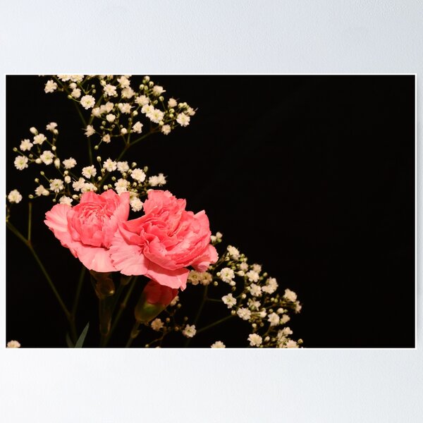 Item preview, Pink Carnations Paired with Delicate White Baby’s Breath designed and sold by Pierre de la Mare.