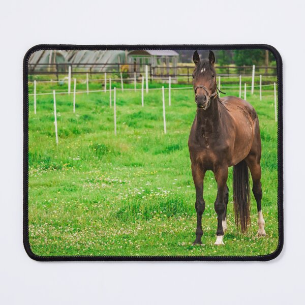Item preview, Beautiful Bay Horse Standing in Green Summer Pasture designed and sold by NorthWild.