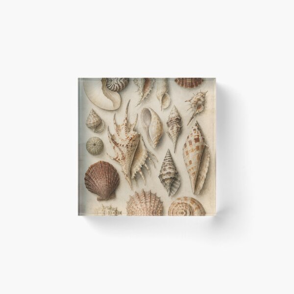 Item preview, Vintage Seashell Cabinet of Curiosities Print | Coastal Naturalist Wall Art | Antique Shell Illustration designed and sold by SoftSpaceDesign.