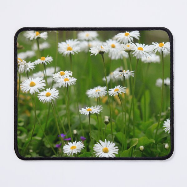 Item preview, White chamomiles in summer garden designed and sold by olena2552.