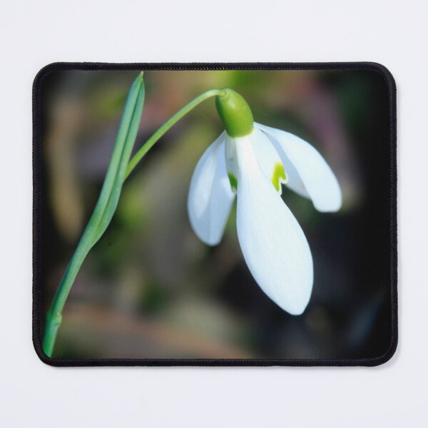 Item preview, White snowdrop in spring garden designed and sold by olena2552.