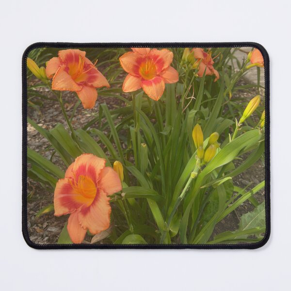 Item preview, Daylilies designed and sold by SLDreamwalker.