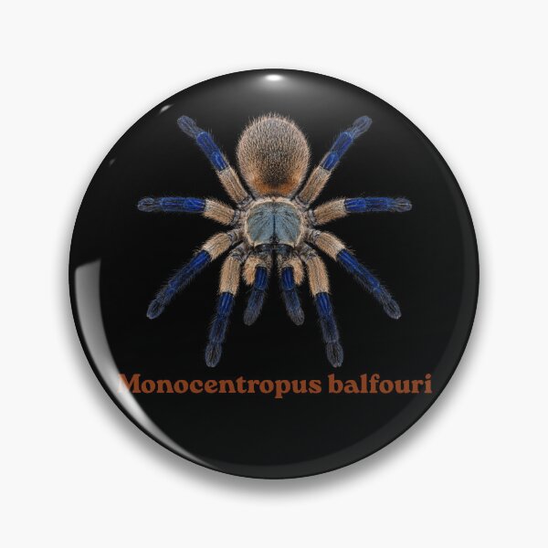 Item preview, Monocentrpus balfuri SP-018 designed and sold by Exotic-Atlas.
