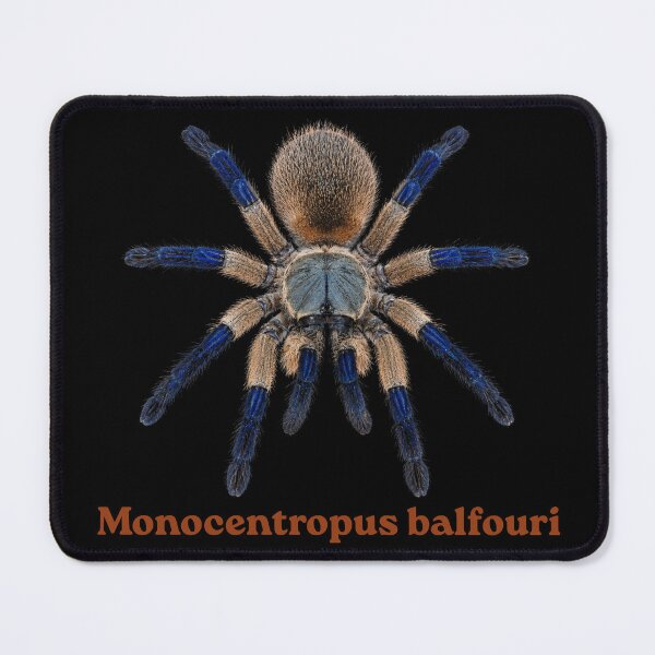 Item preview, Monocentrpus balfuri SP-018 designed and sold by Exotic-Atlas.