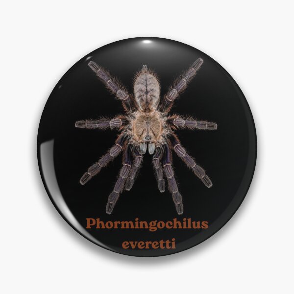 Item preview, Phormingochilus everetti SP-020 designed and sold by Exotic-Atlas.