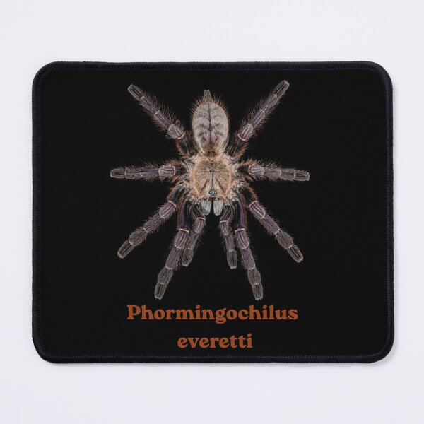 Item preview, Phormingochilus everetti SP-020 designed and sold by Exotic-Atlas.