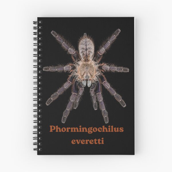 Item preview, Phormingochilus everetti SP-020 designed and sold by Exotic-Atlas.