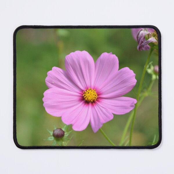 Item preview, Pink Cosmos Flower Garden Bloom Macro Photo designed and sold by MiraNadaPrints.