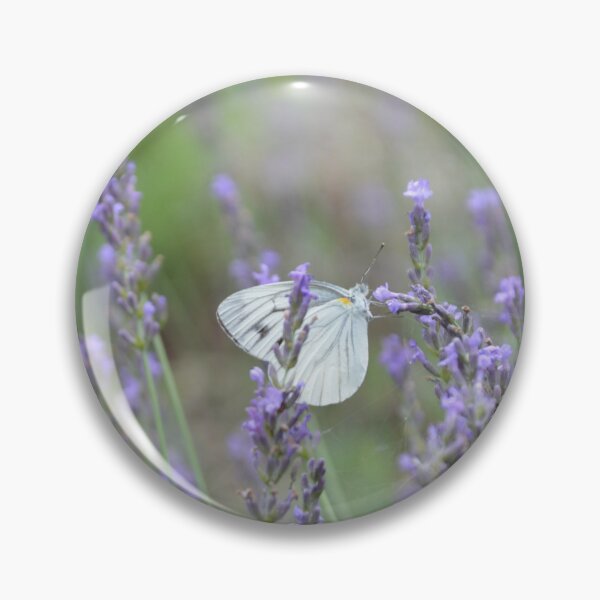 Item preview, Cabbage White Butterfly Resting on French Lavender Field Stalk designed and sold by MiraNadaPrints.