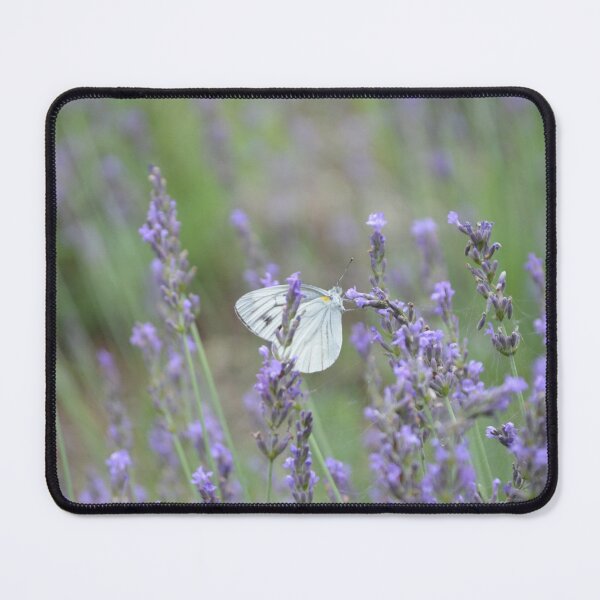 Item preview, Cabbage White Butterfly Resting on French Lavender Field Stalk designed and sold by MiraNadaPrints.