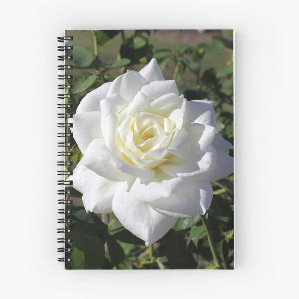 Item preview, Elegant White Rose Close Up Photography designed and sold by 27Tammy27.