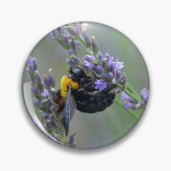Item preview, Carpenter Bee Foraging on Purple French Lavender Flower Stalk designed and sold by MiraNadaPrints.