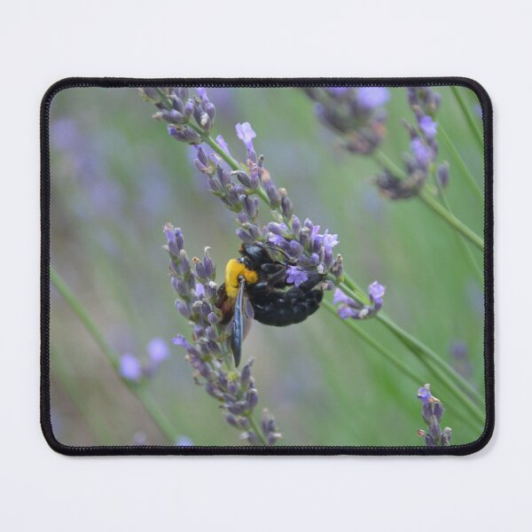 Item preview, Carpenter Bee Foraging on Purple French Lavender Flower Stalk designed and sold by MiraNadaPrints.