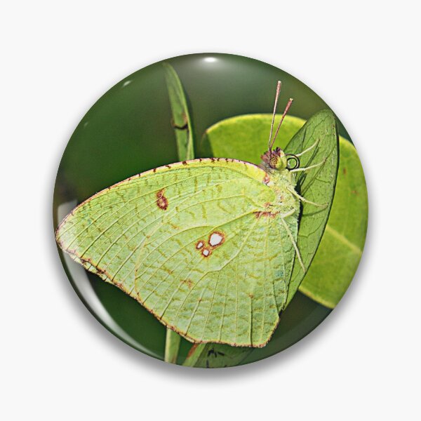 Item preview, Green Emigrant Butterfly designed and sold by Linda Walsh.